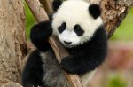 Panda-Baer-Baby-Baum.jpg