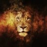 Lion-AUT-