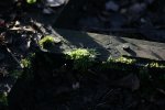 schatten_alte_tuer.jpg