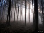 Nebel 202.jpg