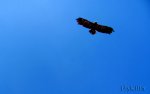 FlyPic.jpg