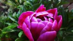 DSC00460.jpg