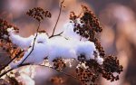 winter.jpg