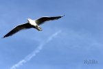 FlyPic.jpg