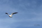 FlyPic.jpg
