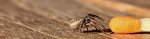 Spinne und Streichholz_nb_klein.jpg