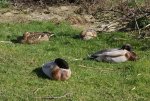 DSC03518_900.jpg