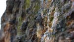 IMG_1130c.jpg
