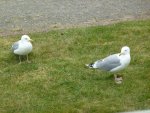 Vogel1.jpg
