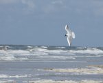 MÃ¶we3.jpg