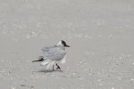MÃ¶we4.jpg