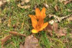 Blume1.jpg