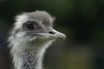 DSC04542-3.jpg