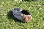 DSC03520_900.jpg