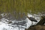 IMG_4934.jpg