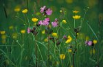 Nachtnelke.jpg