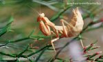 mantis.jpg