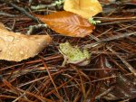 Regenfrosch.jpg