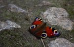 butterfly_800x510.JPG