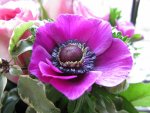 IMG_0080.jpg