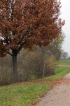 DSC_0036.jpg