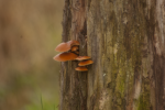 DSC_0086.png