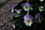 IMG_1401.jpg