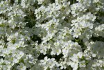 DSC03681_900.jpg