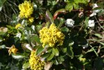 DSC03679.jpg