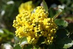 DSC03680.jpg