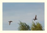 IMG_8241.jpg
