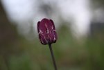 IMG_6936.jpg