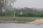 FlyPic (1).jpg