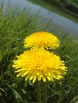 Blume.jpg