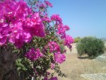DSC01230.JPG