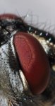 IMG_8547_100crop.jpg