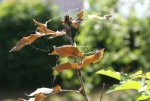 DSC03797_900.jpg