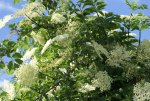 DSC03772_900.jpg