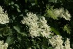 DSC03776_900.jpg