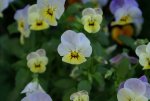 DSC03766_900.jpg
