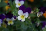 DSC03767_900.jpg