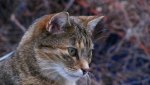 Katze.jpg