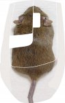 Maus.jpg