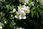 DSC03835_900.jpg