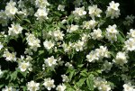 DSC03836_900.jpg