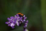 PK5_6601.jpg