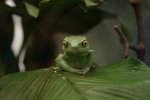 Frosch_2.jpg