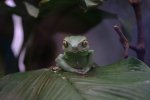 Frosch_3.jpg