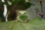 Frosch_1.jpg