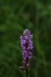 PK5_6844.jpg